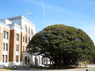 DSCF2314 siinoki.JPG